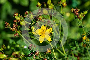 St. JohnÃ¢â¬Ës wort, Hypericum Forestii, Hypericum patulum var.